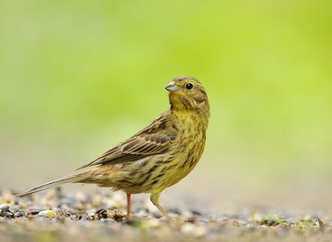 Yellowhammer | Herefordshire Wildlife Trust
